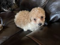 Toy Poodle Puppies for sale in Rockford, IL, USA. price: NA