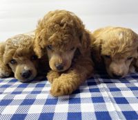 Toy Poodle Puppies for sale in 1223 N 10th St, Colton, CA 92324, USA. price: NA