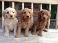 Toy Poodle Puppies for sale in Indianapolis, IN, USA. price: NA
