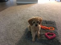 Toy Poodle Puppies for sale in Spring Hill, FL, USA. price: NA