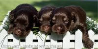 Toy Schnauzer Puppies Photos