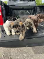 Toy Schnauzer Puppies Photos