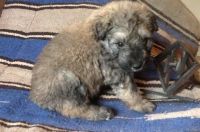 Toy Schnauzer Puppies for sale in Little Rock, AR, USA. price: NA