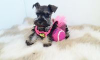Toy Schnauzer Puppies for sale in San Diego, CA, USA. price: NA