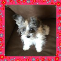 Toy Schnauzer Puppies for sale in Allentown, PA, USA. price: NA
