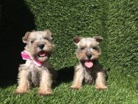 Toy Schnauzer Puppies for sale in San Diego, CA, USA. price: NA