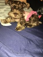 Toy Schnauzer Puppies for sale in Paterson, NJ 07522, USA. price: NA