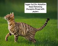 Toyger Cats for sale in Concord, North Carolina. price: $400