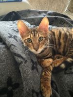 Toyger Cats for sale in Palm Springs, California. price: $1,500