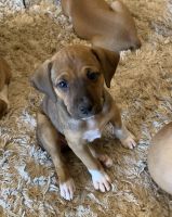Treeing Cur Puppies Photos