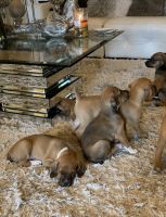 Treeing Cur Puppies Photos