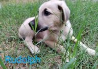 Treeing Cur Puppies for sale in 9704 Big Geronimo St, San Antonio, TX 78254, USA. price: NA