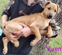 Treeing Cur Puppies for sale in 9704 Big Geronimo St, San Antonio, TX 78254, USA. price: NA