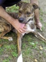 Treeing Tennessee Brindle Puppies for sale in 2004 Lanier Dr, Augusta, GA 30904, USA. price: NA
