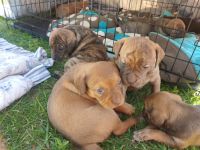 Treeing Tennessee Brindle Puppies Photos