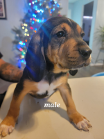 Treeing Walker Coonhound Puppies for sale in Moapa Valley, NV 89040, USA. price: NA