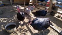 Turkey Birds for sale in Oxnard, CA, USA. price: NA