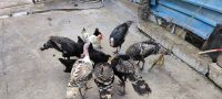 Turkey Birds for sale in Avadi, Tamil Nadu, India. price: 1500 INR