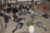 Turkey Birds for sale in Theni, Tamil Nadu 625531, India. price: 220 INR