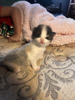 Turkish Angora Cats for sale in Lititz, PA 17543, USA. price: NA