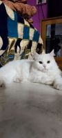 Turkish Angora Cats Photos
