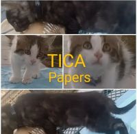 Turkish Angora Cats for sale in Kansas City, MO, USA. price: NA