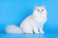 Turkish Angora Cats for sale in Middleborough, MA, USA. price: $400