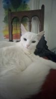 Turkish Angora Cats for sale in 1302 S Curson Ave, Los Angeles, CA 90019, USA. price: $1,000