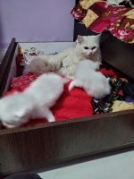 Turkish Angora Cats for sale in Nagpur, Maharashtra. price: 10,000 INR