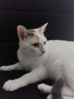 Turkish Van Cats for sale in Lewisville, TX, USA. price: NA