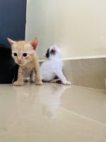 Turkish Van Cats Photos