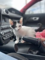 Turkish Van Cats for sale in Rancho San Diego, CA, USA. price: $1,000