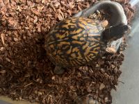 Turtle Reptiles for sale in Liberty, TX, USA. price: NA