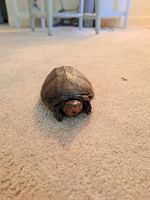 Turtle Reptiles for sale in Boise, ID, USA. price: NA