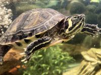 Turtle Reptiles for sale in Springfield, MO, USA. price: NA