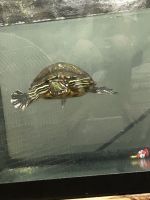 Turtle Reptiles for sale in Tobyhanna, PA 18466, USA. price: $100
