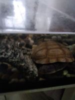 Turtle Reptiles for sale in Boston, MA 02122, USA. price: $100