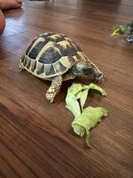 Turtle Reptiles for sale in Lakewood Ranch, FL 34202, USA. price: $450