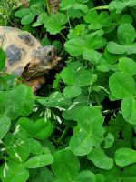 Turtle Reptiles for sale in Memphis, Tennessee. price: NA