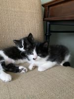 Tuxedo Cats for sale in Whittier, CA 90603, USA. price: NA