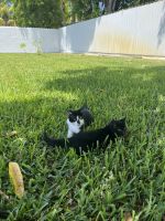 Tuxedo Cats for sale in Miami, FL, USA. price: NA