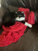 Tuxedo Cats for sale in McKinney, TX, USA. price: NA