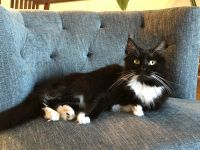 Tuxedo Cats for sale in Pembroke Pines, Florida. price: NA
