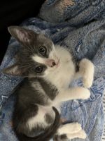 Tuxedo Cats for sale in Tampa, Florida. price: $250