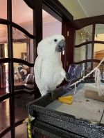 Umbrella Cockatoo Birds for sale in Forest Hills, Queens, NY 11375, USA. price: NA
