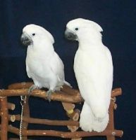 Umbrella Cockatoo Birds for sale in Dallas, TX, USA. price: NA