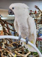 Umbrella Cockatoo Birds for sale in Miami, FL, USA. price: $800