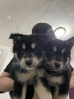 Utonagan Puppies for sale in Wichita, KS, USA. price: NA