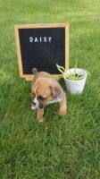 Valley Bulldog Puppies for sale in Midland Park, NJ 07432, USA. price: NA