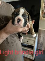 Valley Bulldog Puppies for sale in Meriden, KS 66512, USA. price: NA